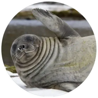 😀 foka, zwierzę, ssak, dzika przyroda, Antarktyda telegram sticker