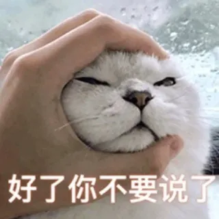 😐 好了你不要说了 gato, meme, gracioso, mascota, animal, mano, deja de hablar telegram sticker