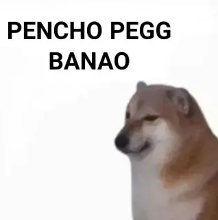 ✨ PENCHO PEGG BANAO doge, meme, dog, animal, funny telegram sticker
