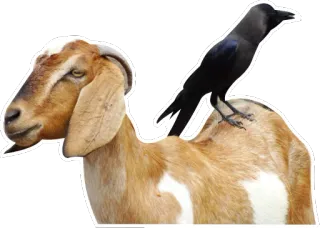 😶 goat, crow, animal, nature telegram sticker