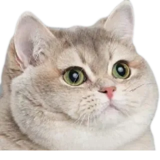 😐 кот, котенок, животное, питомец, милый, кошачий, домашняя кошка whatsapp sticker