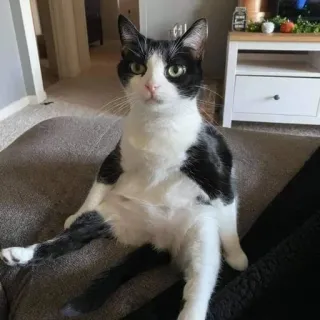 🐒 cat, domestic animal, sitting, tuxedo cat, black and white telegram sticker
