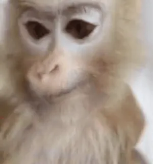 🌟 macaco, animal, mamífero, primata, fofo, vida selvagem telegram sticker