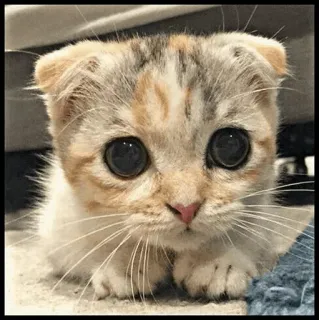 🐾 Katze, Kätzchen, süß, Tier, Haustier, Hauskatze telegram sticker