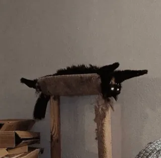 🤪 Katze, schwarze Katze, Kratzbaum, Tier, Haustier, Augen telegram sticker