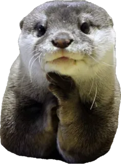 💁 wydra, zwierzę, słodki, ssak, dzika przyroda, wydra morska telegram sticker