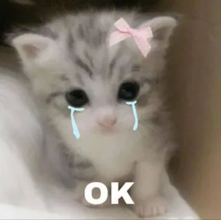 🤩 OK cat, kitten, cute, sad, tears, ok whatsapp sticker