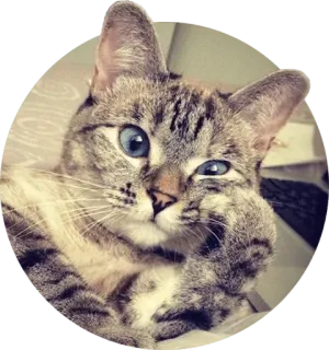 🤔 cat, animal, pet, blue eyes, cute, mammal telegram sticker