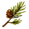 🌲