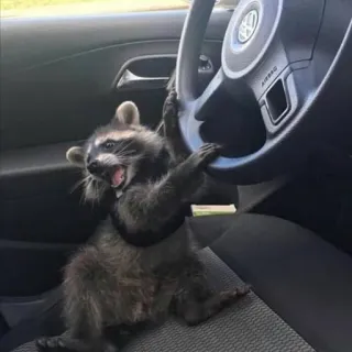 🏎 енот, вождение, машина, животное, смешной, милый, транспорт, юмор telegram sticker