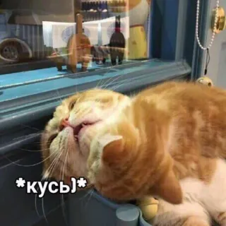 😀 *кусь)* кот, сон, смешной, милый, питомец, животное telegram sticker