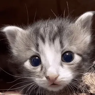 😱 котенок, кошка, милый, животное, питомец whatsapp sticker