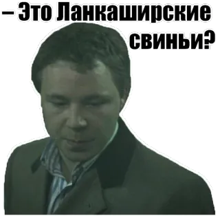 🐖 Это Ланкаширские свиньи? man, sticker, russian, dialogue whatsapp sticker