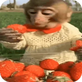 🍓 monkey, animal, strawberry, fruit, cute, food telegram sticker
