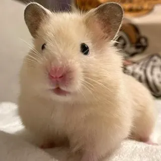 😳 hamster, animal de compagnie, animal, mignon, rongeur telegram sticker
