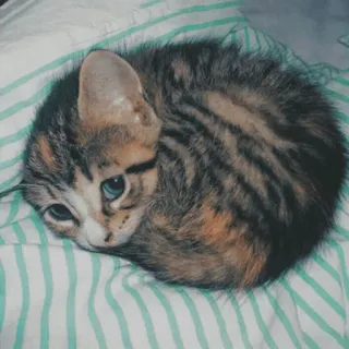 🐱 kot, kociak, zwierzę, zwierzak, słodki, pasiasty, koci telegram sticker