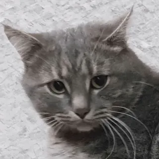 😿 cat, gray cat, animal, pet, domestic animal telegram sticker