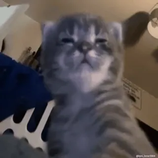 😴 猫, 小猫, 宠物, 动物, 可爱, 猫科 whatsapp sticker