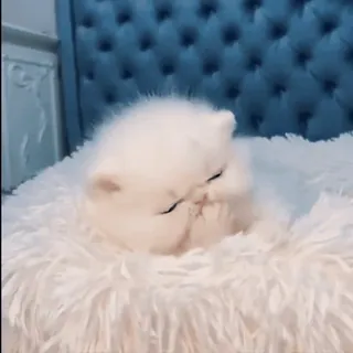 💗 gatinho, gato, branco, fofo, bonito, persa, adorável, animal whatsapp sticker
