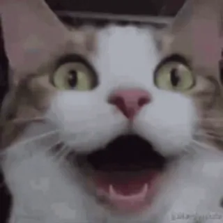 😃 gato, gracioso, animal, meme, mascota, feliz whatsapp sticker