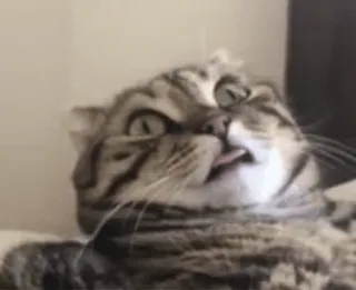 💞 猫, 动物, 宠物, 搞笑, 舌头, 梗 telegram sticker