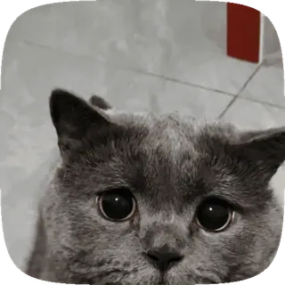 🐱 cat, animal, domestic, pet, grey cat, cute, domestic animal telegram sticker