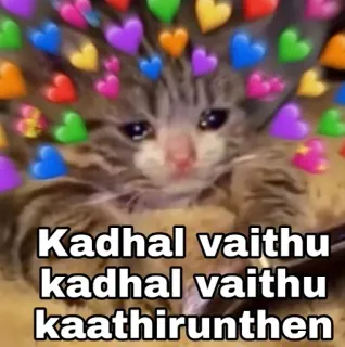 😆 Kadhal vaithu kadhal vaithu kaathirunthen gato, coração, amor, chorando, meme, tâmil telegram sticker
