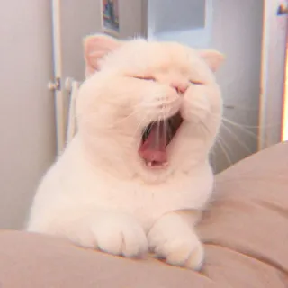 🐯 gatto, sbadigliare, gattino, carino, animale, animale domestico, gatto bianco whatsapp sticker