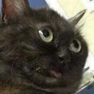 😯 cat, animal, meme, funny, pet, black cat, tongue out telegram sticker