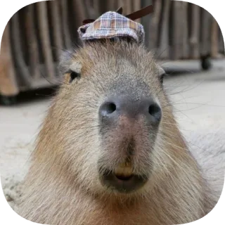 🧢 telegram sticker