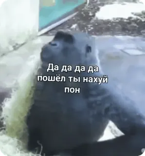 🌟 Да да да да
пошёл ты нахуй
пон gorilla, meme, animal, offensive language, russian telegram sticker