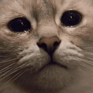 ✳️ cat, animal, pet, cute, kitten, eyes whatsapp sticker