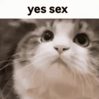 🔗 yes sex kot, mem, humor, zwierzę, śmieszne whatsapp sticker
