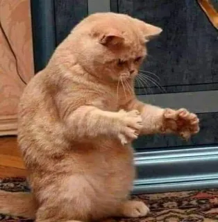 🎃 gato, engraçado, animal, meme, gato laranja whatsapp sticker