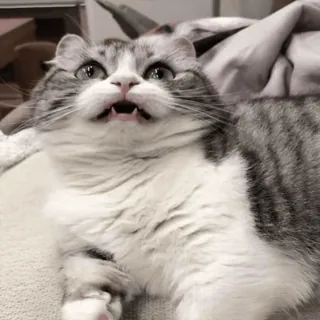 😈 chat, animal, mème, drôle, animal domestique, mammifère, félin, animal de compagnie telegram sticker