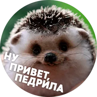 🦔 Hedgehog memes @lennysticker telegram stickers