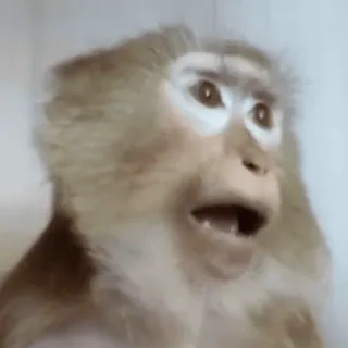😃 macaco, animal, primata, vida selvagem, meme, engraçado, chocado, surpreso whatsapp sticker