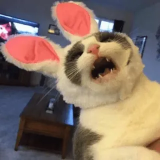 😫 cat, bunny, funny, easter, cute, meme, animal whatsapp sticker