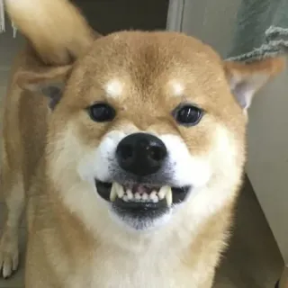 🐕 Hund, Shiba Inu, wütend, knurren, Tier, Haustier telegram sticker