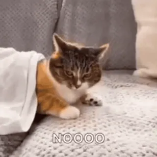 😨 NOOOO kat, meme, dier, grappig, huisdier, deken telegram sticker