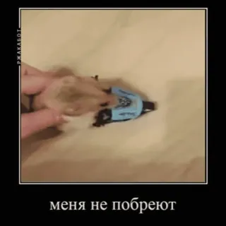 🚗 меня не побреют telegram sticker