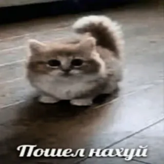 😡 Пошел нахуй cat, russian, offensive, meme, animal, cute telegram sticker
