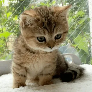 🐈 새끼 고양이, 고양이, 귀여운, 동물, 집고양이, 애완 동물, 고양이과 telegram sticker