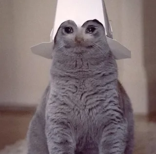 😩 猫, 悲しい, 帽子, 動物, 可愛い telegram sticker