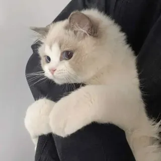 🙄 gato, mascota, animal, ragdoll, gatito, lindo telegram sticker