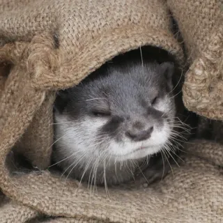 😴 выдра, милый, животное, сонный, пушистый, млекопитающее telegram sticker