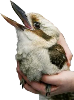 😯 pájaro, kookaburra, animal, fauna, naturaleza, australia telegram sticker