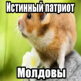 😎 Истинный патриот Молдовы whatsapp sticker