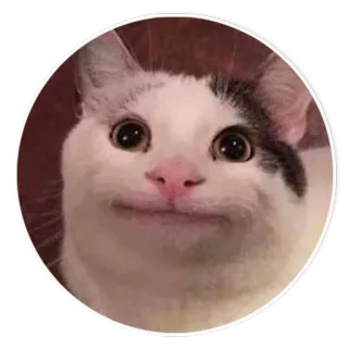 🐱 gato, meme, animal, gato beluga telegram sticker