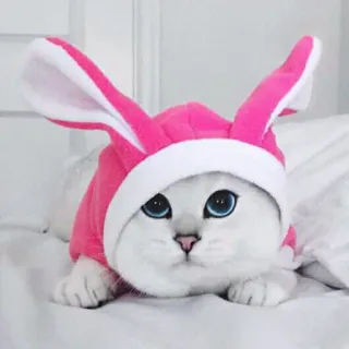 🐰 gato, coelhinho, coelho, animal, animal de estimação, fofo, páscoa, fantasia telegram sticker